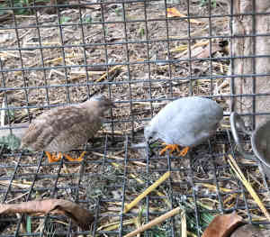 King quails male and female
