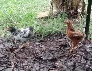 Handsome Young Roosters