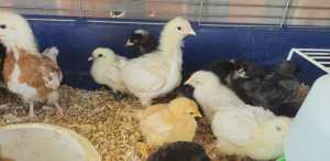 Beautiful chicks - frizzles, Plymouth rocks, black austrolorps, mixed 