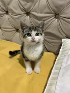 Lovely Kitten for sale