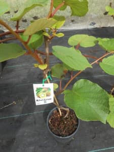 Kiwi Fruit vines, male and female,  $49 a pair