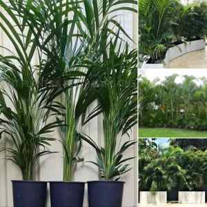 Multiplanted Golden Cane Palm Trees Plants Perth