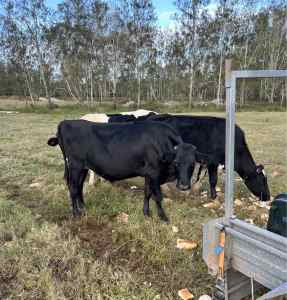 Friesian steers approx 16-18 months old