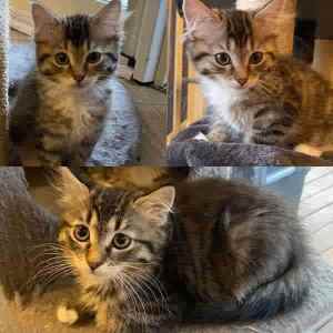 Twinkle & Tippee - Perth Animal Rescue Inc vet work cat/kitten