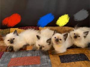 Purebred/Pedigree Ragdoll kittens, cats 