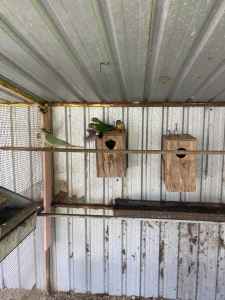 Green Cheek Conias for Sale