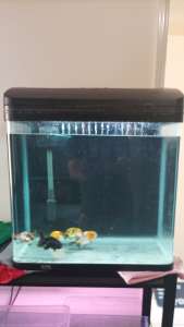 Fish tank and Goldfish