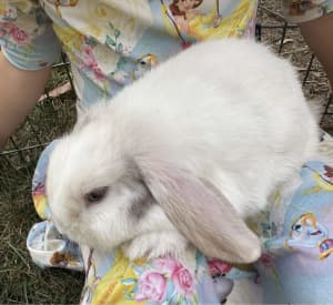 Mini lop bunny very friendly