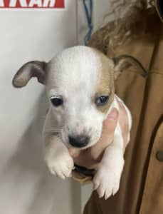 Stumpy Tail Jack russle for sale (Ready To Go)