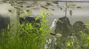 Assorted Guppies for sale