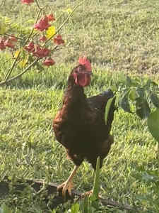 Rooster rhode island red
