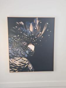 large 120x100 cm Black Cockatoo painting/ framed canves