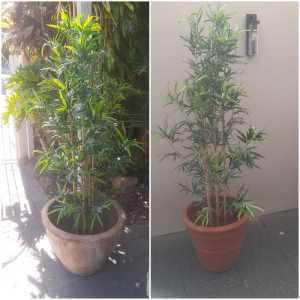 Large garden pots both for $50