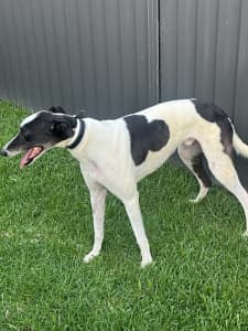 Free Greyhounds for re-homing