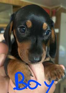 Mini Dachshund puppies can deliver