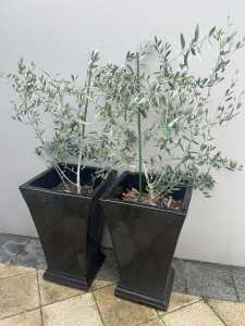 Olive Tree in Black Pots $60 each