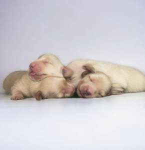 Cream miniature dachshunds 