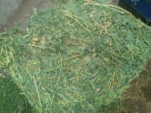 Lucerne hay for sale Moruya super prime 