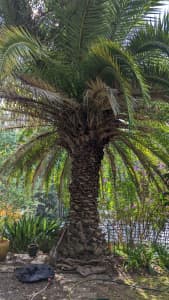 Canary Island Palm - established - free