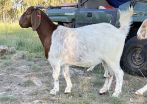 Quality Boer Goat Wethers