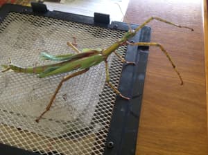 Goliath Stick Insects and Spiny Leaf Insects