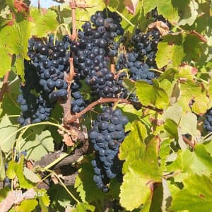 Vinyard grapes