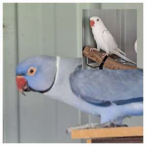 A pair of Indian Ringneck Parrots for Sale.