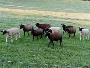 6 Month Old Dorper x Wilshire Horn lambs