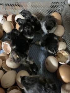 Australorp baby unsexed chickens