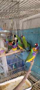 Gouldian finches and bengalese finch for sale