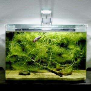 Hornwort - Plant for aquarium / fish tank - $5