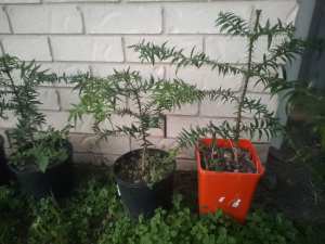 Bunya pine trees in pots for sale
