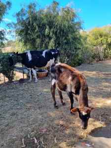 Fresian heifer calf