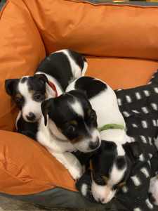 Purebred jack russell puppies