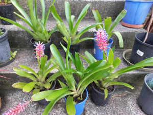 Aechmea Gamosepala bromeliads in flower
