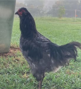 Araucana X - Young Roosters (Blue/Green Egg laying Gene)
