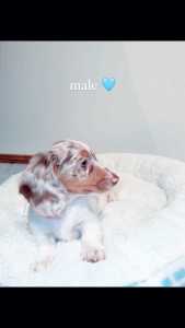 Miniature dachshund puppies 🐶
