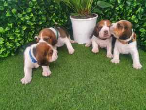 purebred beagle pups available 
