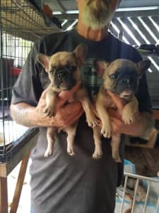 Pure bred French bulldog puppies