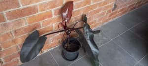Black Knight Philodendron 