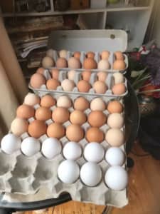 Fertile Eggs Chicken Exchequer Leghorn & Australorp