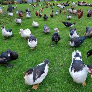 Free ranged muscovy ducks and geese 