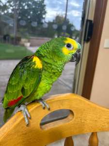 Amazon Parrot - Blue Fronted - Hand raised