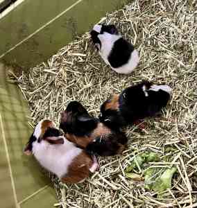 Healthy Male Guinea pigs