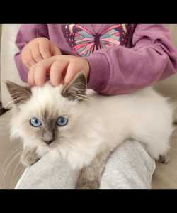 Our last gorgeous Blue Point Ragdoll Kittens 16 weeks old