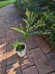 Free Cuphea pot plant 