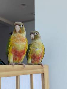 5 month old (semi-tame) Conures
