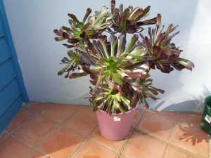 Aeonium arborium. In pot. Lovely plant.
