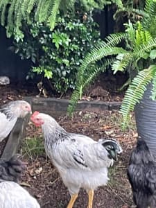 Sussex chickens for sale hens and roosters