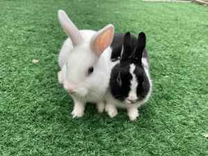 Two Bunnies need a loving home.